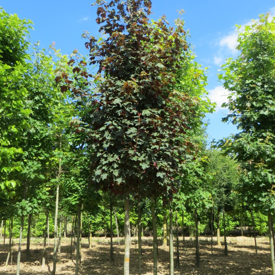 planter un erable champetre