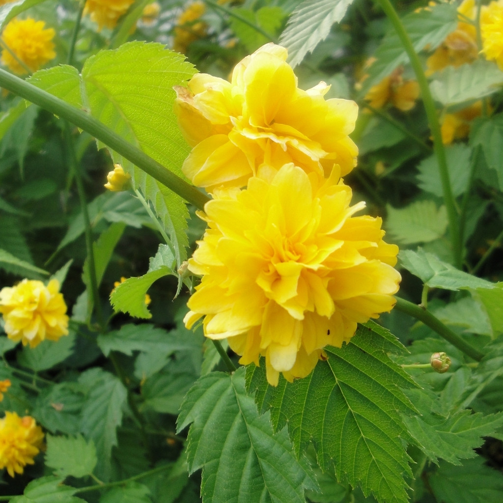 Vente De Corete Du Japon Pleniflora Pepinieres Chatelain
