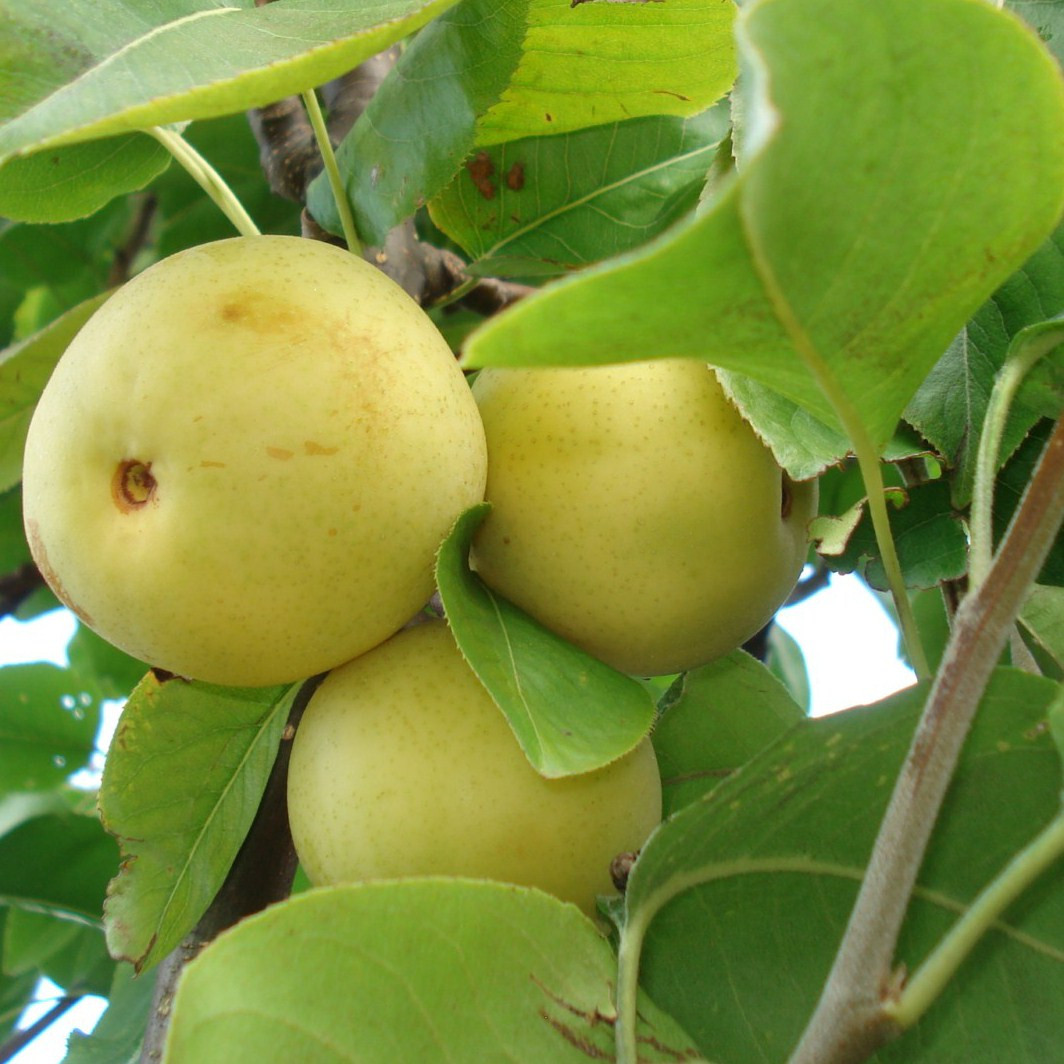 Vente De Nashis Pyrus Pyrifolia Shinseiki Pepinieres Chatelain