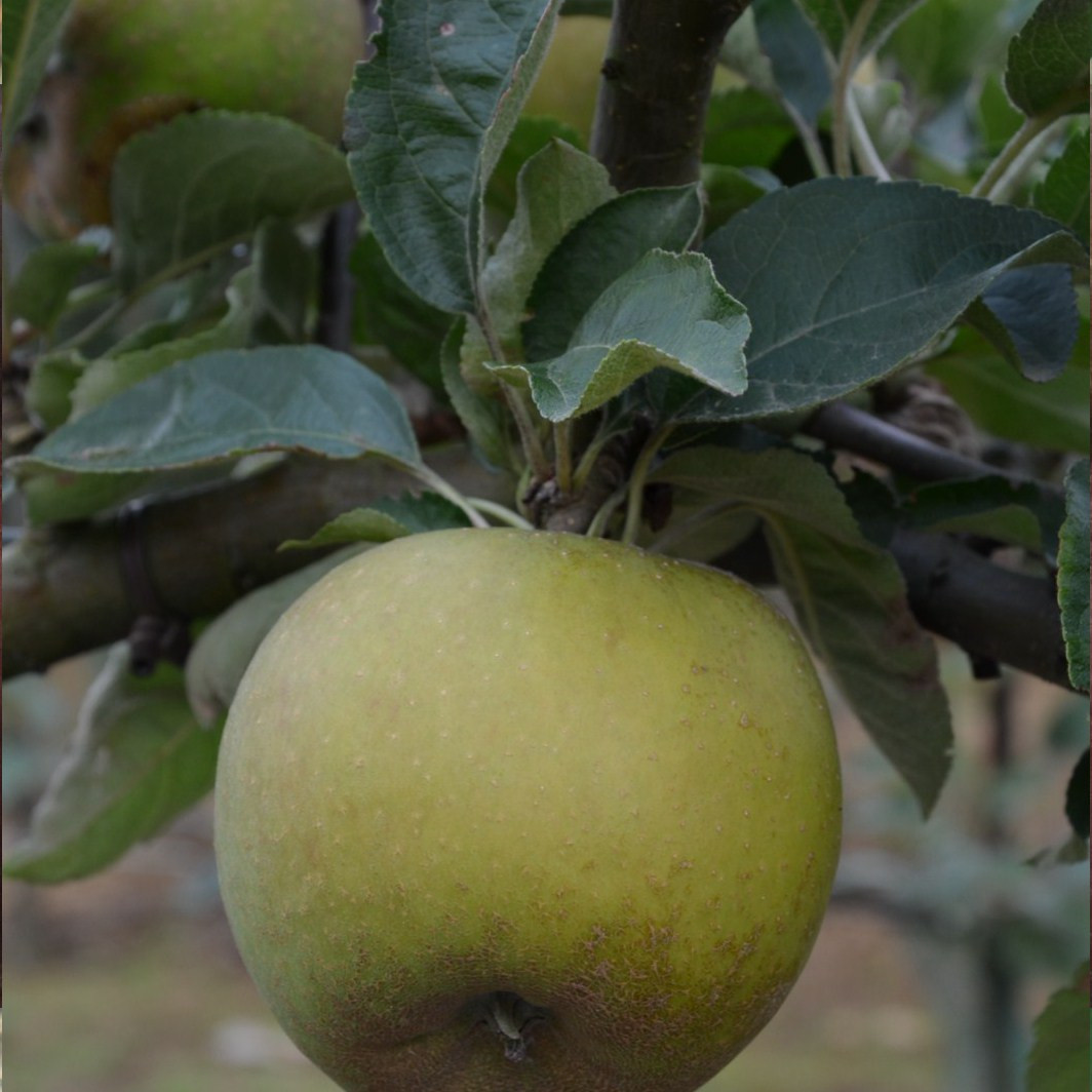 Vente de POMMIER Malus communis #39 Court pendu gris #39 Pépinières Chatelain
