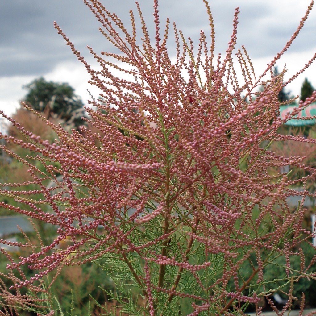 planter un tamaris de printemps