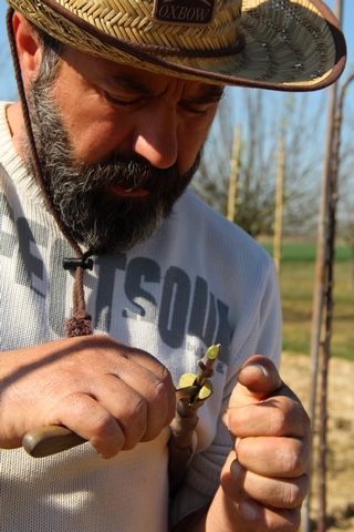 Le greffage des arbres fruitiers