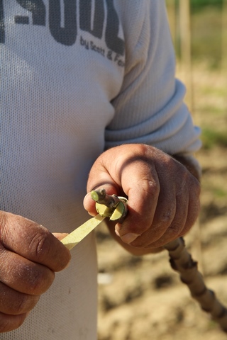 Le greffage des arbres fruitiers