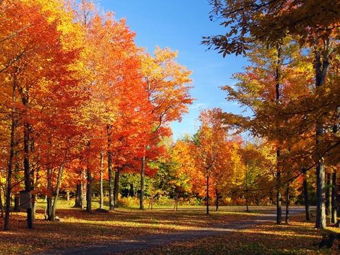 Les Fêtes des Plantes d'Automne