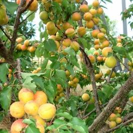 ABRICOTIER - Prunus armeniaca 'Polonais'