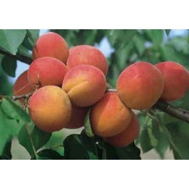 ABRICOTIER - Prunus armeniaca 'Lambertin n°1'