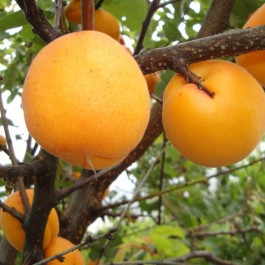 ABRICOTIER - Prunus armeniaca 'Colomer'