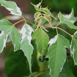 Erable panaché blanc