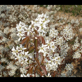 Amelanchier