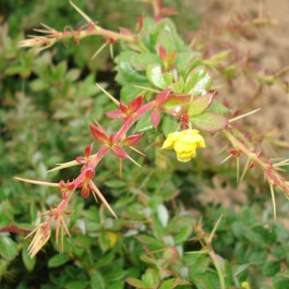 Berberis Chenault