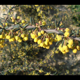 Berberis x stenophylla