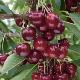 CERISIER - Prunus avium - bigarreau 'Moreau'