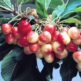 CERISIER - Prunus avium - bigarreau 'Rainier'