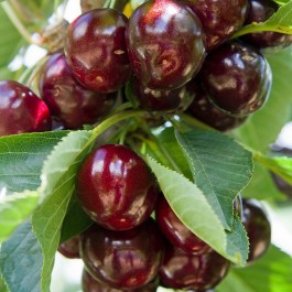 CERISIER - Prunus avium - bigarreau 'Reverchon'
