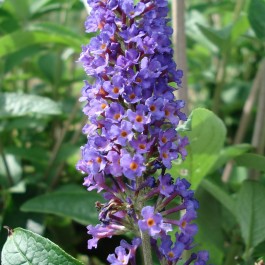 Laurier à feuille ronde 'Empire blue'