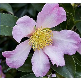 Camelia  Sasanqua