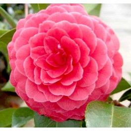 Camelia rouge imbriqué