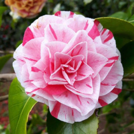 Camelia rose strié de rouge