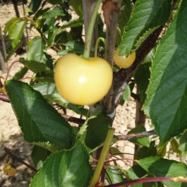 CERISIER - Prunus avium - bigarreau 'Blanc'