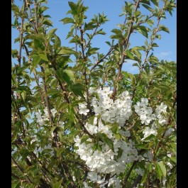 CERISIER - Prunus avium - bigarreau 'Hatif de burlat'