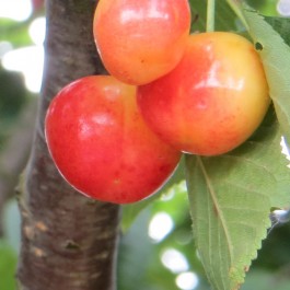 CERISIER - Prunus avium - bigarreau 'Van'