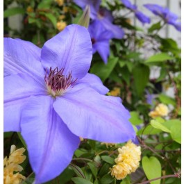 Clématite à fleurs mauves