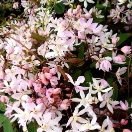 Clématite persistante à fleurs blanches