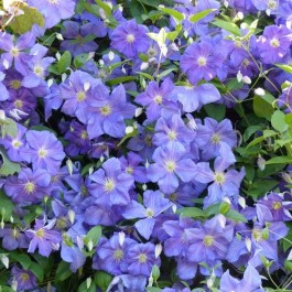 Clématite à fleurs mauves