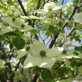 Cornouiller kousa 'China girl'