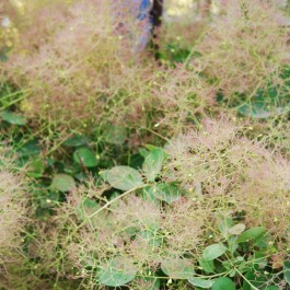 Arbre à perruques rosé