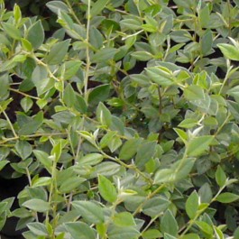 Cotoneaster franchetti