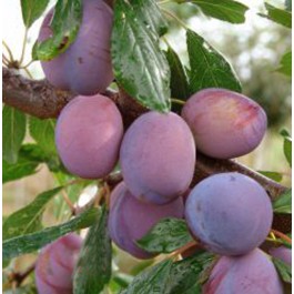 PRUNIER - Prunus domestica 'Damas violet'