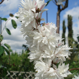 Deutzia magnifica