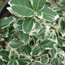 Fusain nain panaché blanc 'Emerald gaiety'