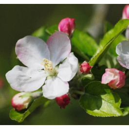 POMMIER - Malus communis 'Fréquin Audièvre'