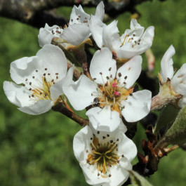 POMMIER - Malus communis 'Peau de vache'