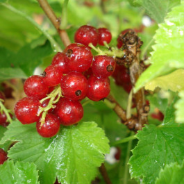 Groseillier à grappes rouge