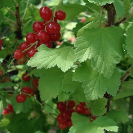 Groseillier à grappes rouge