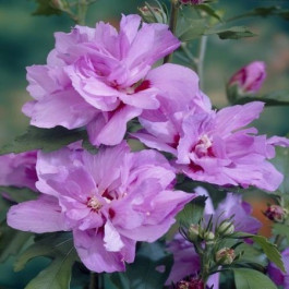 Althea à fleurs doubles rouges