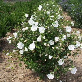Althea à fleur double blanc