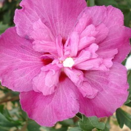 Althea à fleurs doubles rose foncé