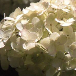 Hortensia à feuille dentées