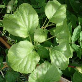 Hortensia grimpant à fleur blanche