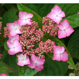 Hortensia serrata