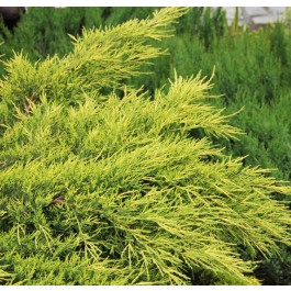 Juniperus Pfitzeriana aurea