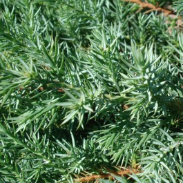 Juniperus Stricta