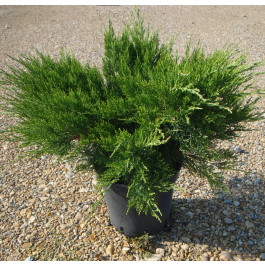 Juniperus Mint julep