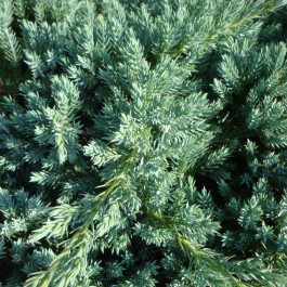 Juniperus Blue carpet