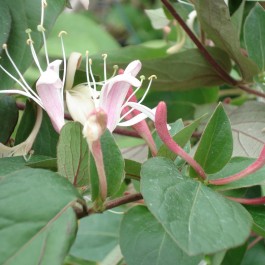 Chèvrefeuille Rouge et blanc