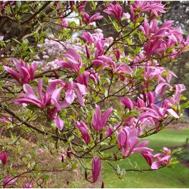 Magnolia liliflora Susan